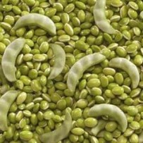 Field beans [மொச்சை]