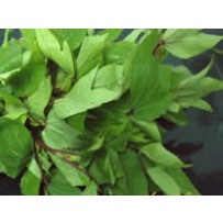 Brown Indian hemp [புளிச்சகீரை]