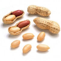 Ground nut