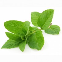Mint