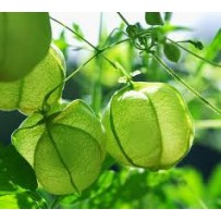 Ballon Vine Leaves [முடக்கத்தான் கீரை]